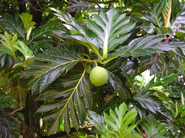 National Tropical Botanical Garden – Breadfruit Institute