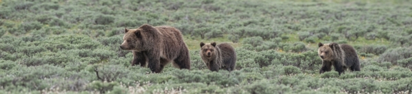 Save the Yellowstone Grizzly
