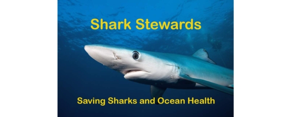 Shark Stewards – Earth Island Institute