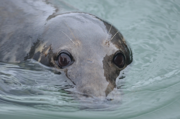 Cornwall Seal Group Research Trust (CSGRT)