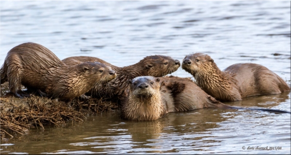 The River Otter Ecology Project