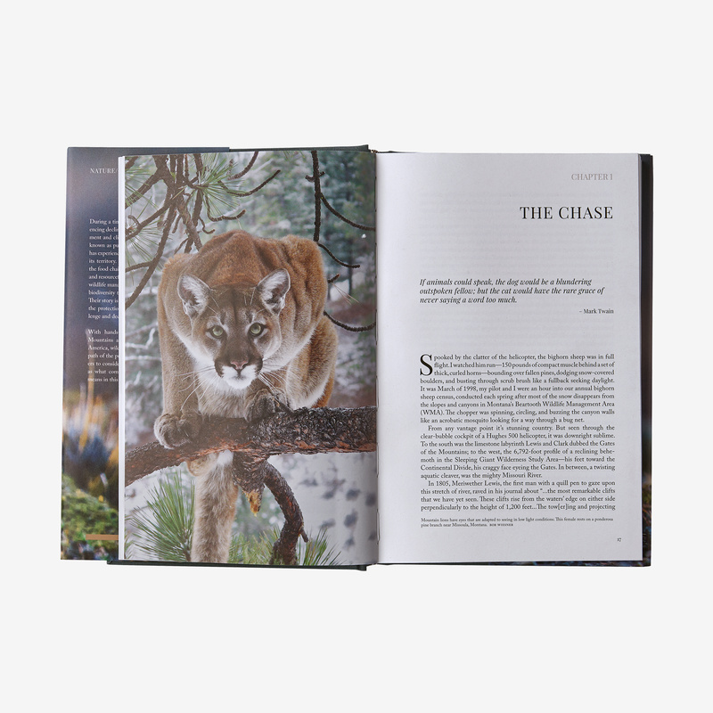 Path of the Puma: The Remarkable Resilience of the Mountain Lion  (Hardcover-Buch)